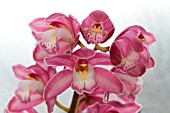 CYMBIDIUM VALLEY PINK ARTISTIC