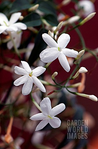 JASMINE_POLYANTHUM