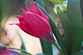 TULIPA HUMILIS