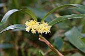 BULBOPHYLLUM SAVAIENSE SSP.SUBCUBICUM