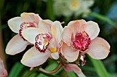 CYMBIDIUM KAKADU PEACH