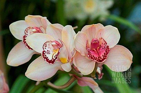 CYMBIDIUM_KAKADU_PEACH