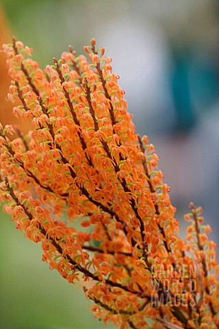 POLYSTACHYA_PANICULATA