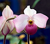 PAPHIOPEDILUM HO CHI MINH