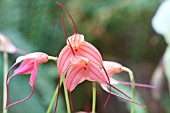 MASDEVALLIA DAVINA