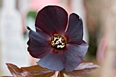 HELLEBORUS ORIENTALIS (HARVINGTON SHADES OF NIGHT)