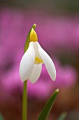 GALANTHUS SANDERSII LOWICK