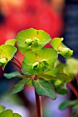 EUPHORBIA AMYGDALOIDES PURPUREA