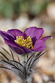 PULSATILLA ARMENA