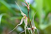 PLEUROTHALLIS PHALANGIFERA