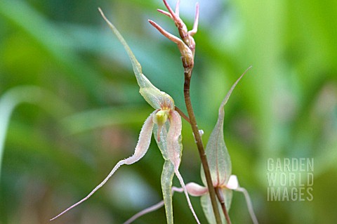 PLEUROTHALLIS_PHALANGIFERA