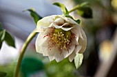 HELLEBORUS ORIENTALIS DOUBLE GUTTATUS WHITE