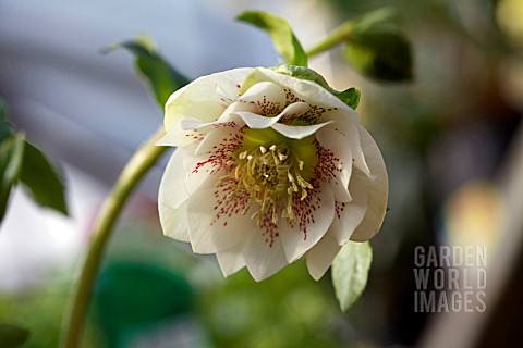 HELLEBORUS_ORIENTALIS_DOUBLE_GUTTATUS_WHITE