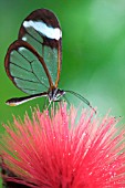 CALLIANDRA HAEMATOCEPHALA WITH BUTTERFLY