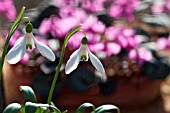 GALANTHUS TRANSCAUCASICA