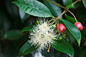 SYZYGIUM AUSTRALE