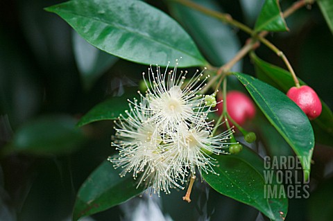 SYZYGIUM_AUSTRALE