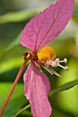 DALECHAMPIA SPATHULATA