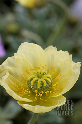 PAPAVER_MIYABEANUM