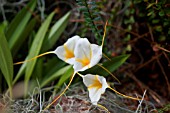 MASDEVALLIA NIGHT SHADE JANET