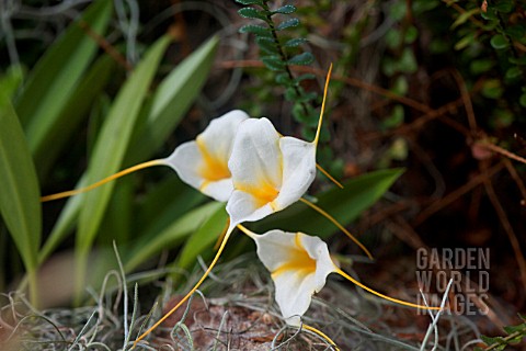 MASDEVALLIA_NIGHT_SHADE_JANET