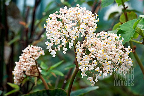 BEGONIA_NELUMBIFOLIA