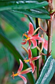 BEGONIA KOMOENSIS