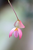 BEGONIA FOLIOSA