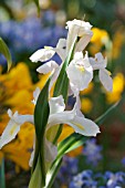 IRIS AUCHERI (SNOWFLAKE)