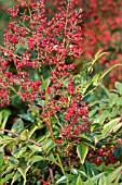 NANDINA DOMESTICA