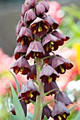 FRITILLARIA PERSICA