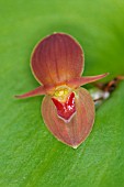 PLEUROTHALLIS CARDIOSTOLA