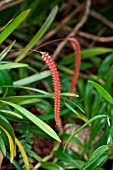 DENDROCHILUM SACCOLABIUM