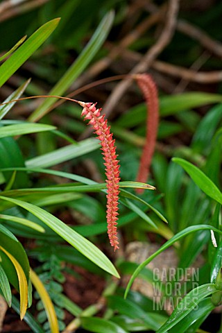 DENDROCHILUM_SACCOLABIUM