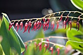 PLEUROTHALLIS VIOLACEA