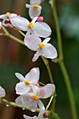 BEGONIA CHLORONEURA