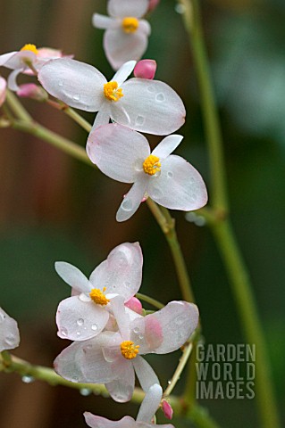 BEGONIA_CHLORONEURA