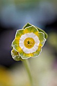 PRIMULA AURICULA HINTON FIELDS