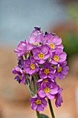 PRIMULA RUSBYI SSP.ELLISIAE