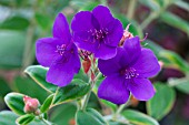 TIBOUCHINA ORGANENSIS