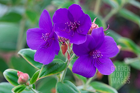 TIBOUCHINA_ORGANENSIS