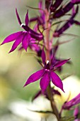 LOBELIA HADSPEN PURPLE