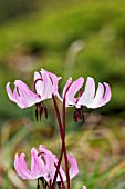 ERYTHRONIUM MULTISCAPOIDEUM