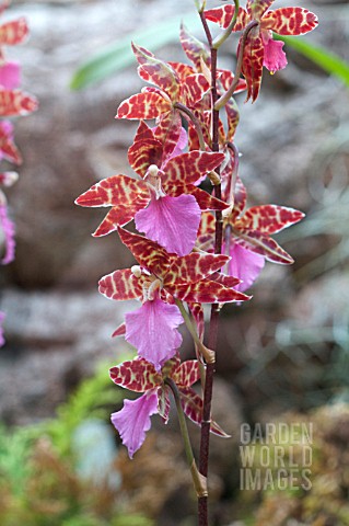 ODONTOGLOSSUM_VIOLETTA_VOX_HOLM