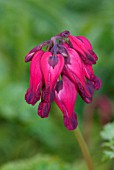 DICENTRA KING OF HEARTS