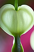 DICENTRA SPECTABILIS (ALBA)