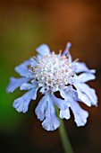 SCABIOSA JAPONICA