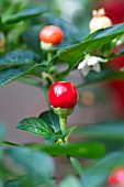 CAPSICUM ANNUUM MARBLES