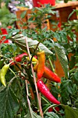 CAPSICUM TRICOLOR