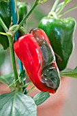 CAPSICUM ANNUUM DWARF BELL PEPPER REDSKIN